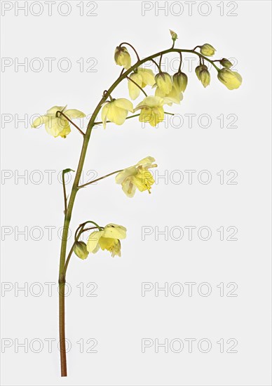 Sulphur-coloured barrenwort (Epimedium x versicolor Sulphureum)