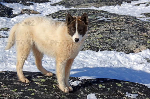 Portrait of a young sledge dog with thick fur