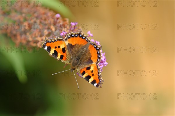 Small tortoiseshell (Aglais urticae)