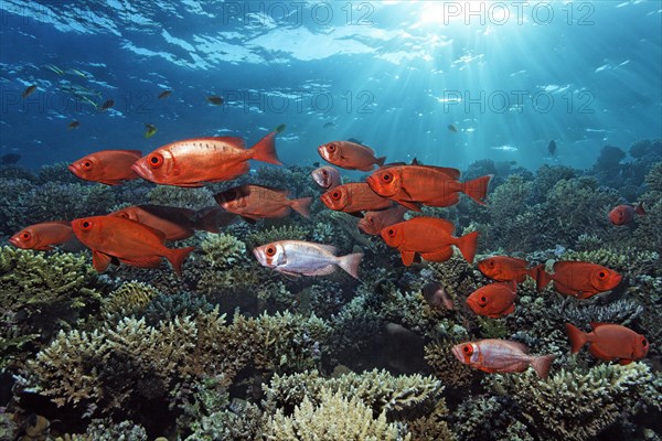 Shoal of Common Bigeye (Priacanthus hamrur) swimming backlit over coral reef