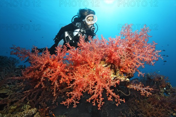 Diver looking at large colony of Klunzinger's Soft Coral (Dendronephthya klunzingeri) Red Sea