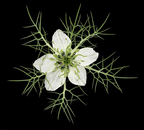 Love in a mist (Nigella damascena)