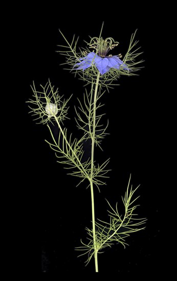 Love in a mist (Nigella damascena)