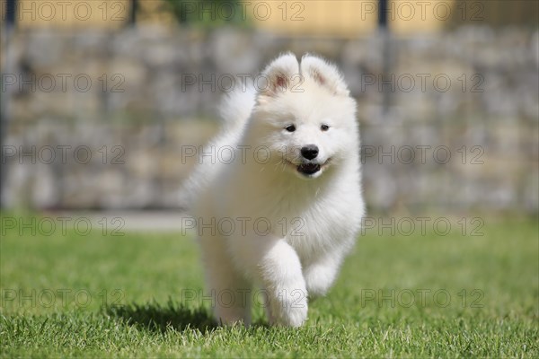 Samoyed Domestic dog (Canis lupus familiaris)