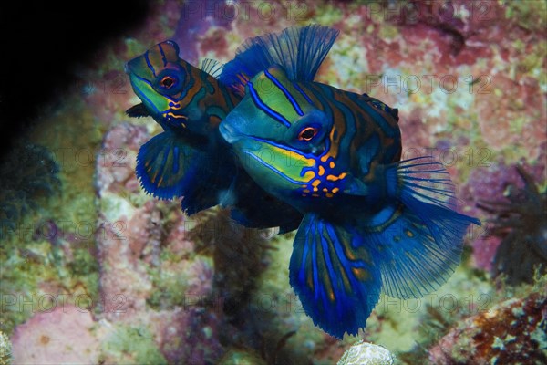 Mandarinfishes (Synchiropus splendidus) mating