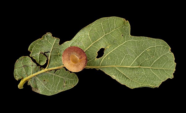 Striped oak gall wasp (Cynips longiventris)