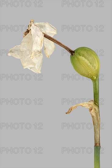 Poet's Daffodil (Narcissus poeticus)