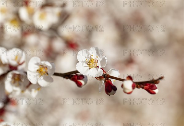 Apricot (Prunus armeniaca) blossom