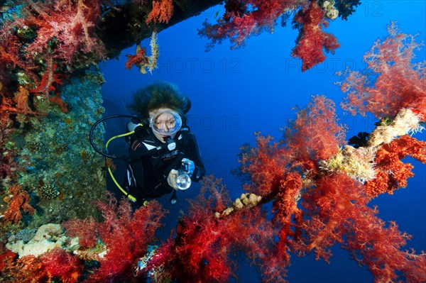 Diver looking at red soft corals (Dendronephthya) on shipwreck Cedar Pride