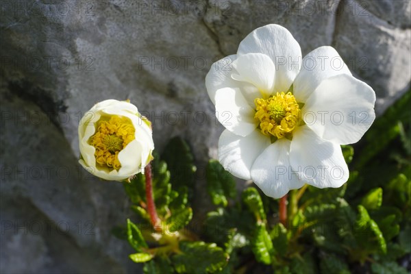 Flower of the White dryad (Dryas octopetala)