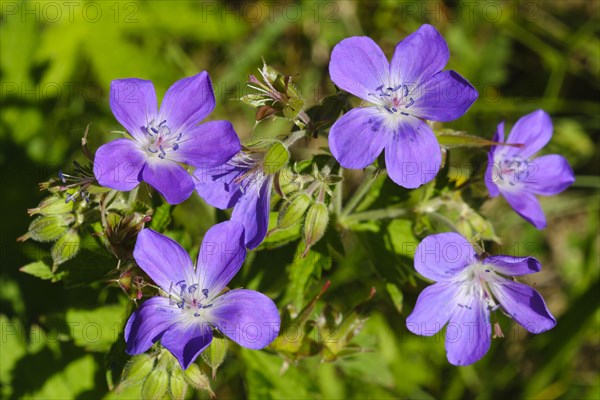 Meadow cranesbill (Geranium pratense)