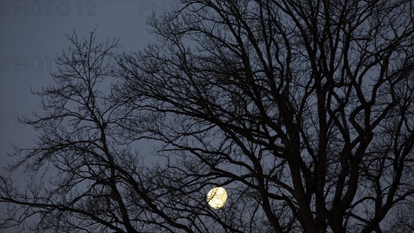 Full moon behind the branches of an old oak