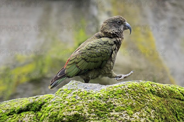 Kea (Nestor notabilis)