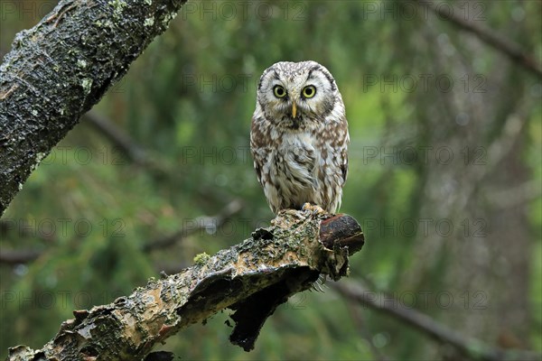 Tengmalm's owl (Aegolius funereus)