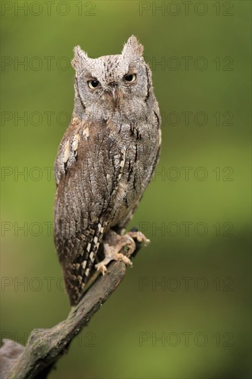 European scops owl (Otus scops)