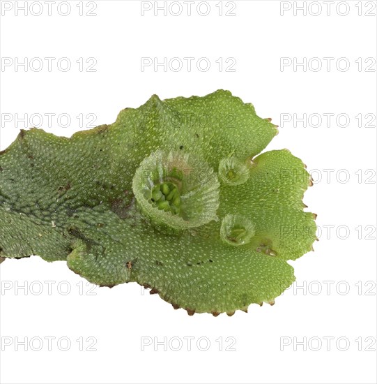 Common liverwort (Marchantia polymorpha)