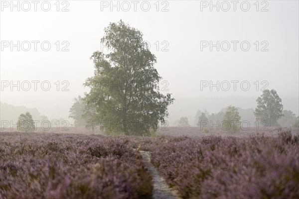 Heathland