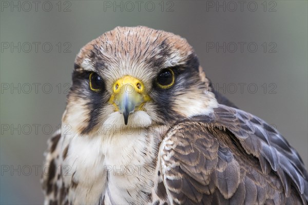 Lanner falcon (Falco biarmicus)