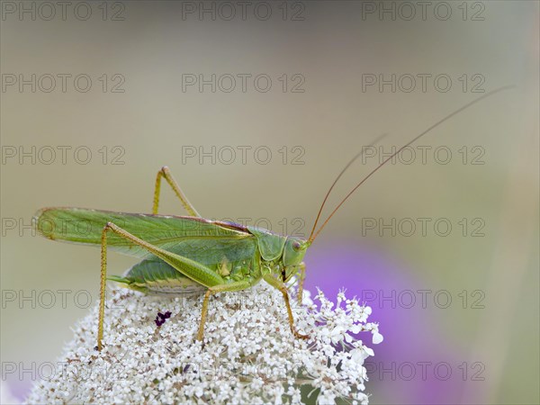 Great green bush cricket (Tettigonia viridissima)