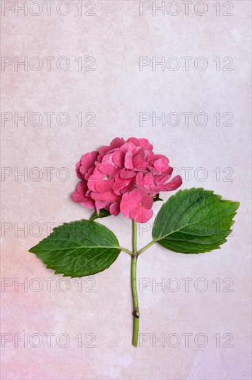 Flower of a Bigleaf Hydrangea (Hydrangea macrophylla)