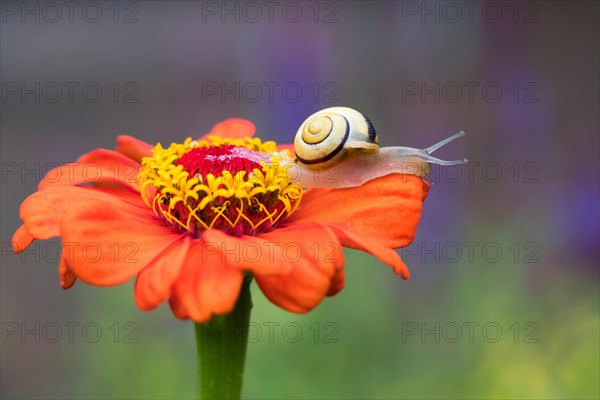 Snail (Cepaea) on flower of Zinnia (Zinnia elegans)