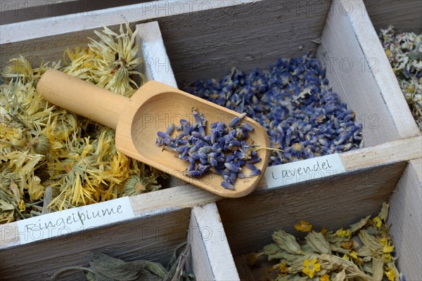 Various dried plants in wooden box with wooden shovel