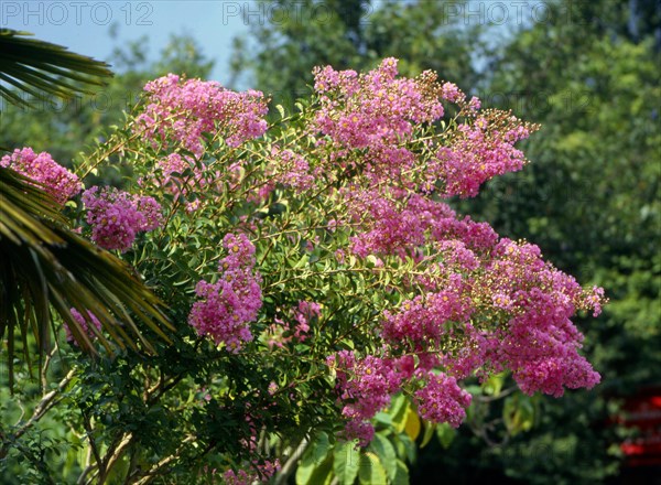 Panicle Hydrangea (Hydrangea paniculata)