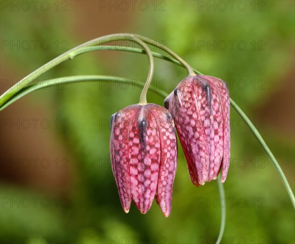 Chess flower (Fritillaria meleagris)