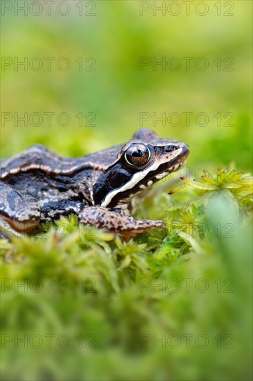 Moor frog (Rana arvalis)