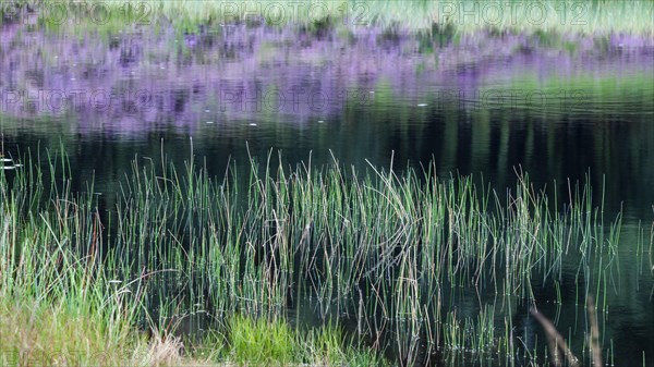 Flowering broom heather in the reflection Vossenkop