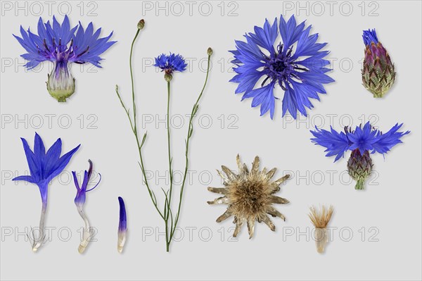 Cornflower (Centaurea cyanus)