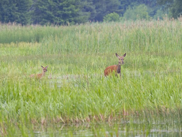 Red deer (Cervus elaphus) cow with stag calf