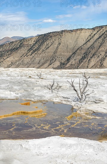 Dead trees on sinter terraces