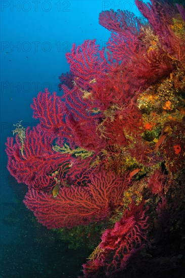 Large fans of colour-changing Violescent sea-whip (Paramuricea clavata) on steep wall filter plankton from current