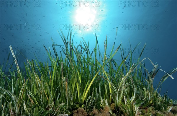 Neptune Grass (Posidonia oceanica)