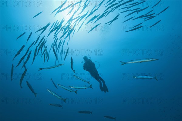 Diver is surrounded by European barracuda (Sphyraena sphyraena)