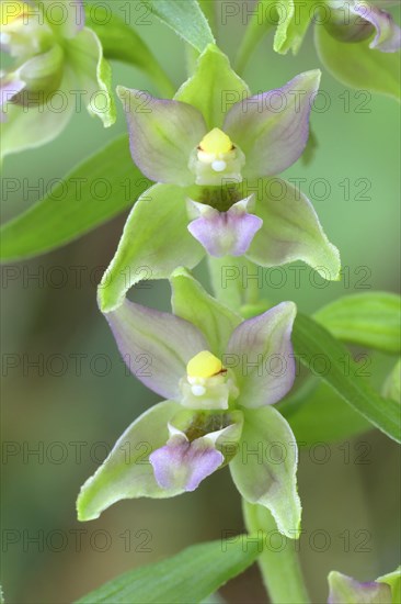 Broad-leaved marsh orchid (Epipactis helleborine) Flowers of an orchid