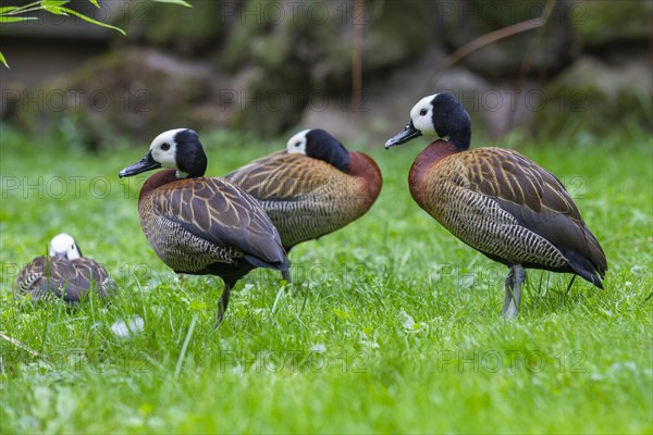 White-faced whistling ducks (Dendrocygna viduata)