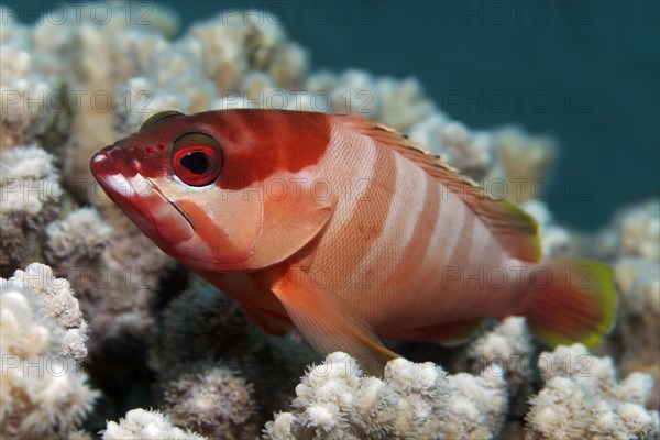 Blacktip grouper (Epinephelus fasciatus)