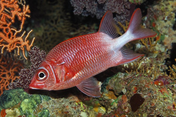 Silverspot squirrelfish (Sargocentron caudimaculatum)