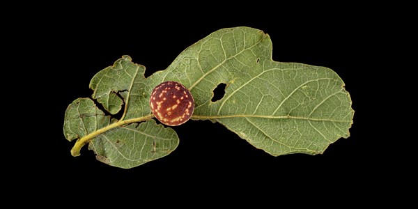 Striped oak gall wasp (Cynips longiventris)