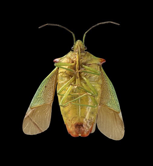 Hawthorn shield bug (Acanthosoma haemorrhoidale)