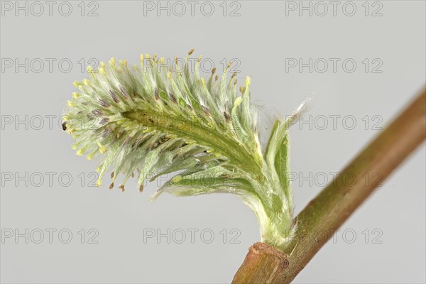 Goat willow (Salix caprea)