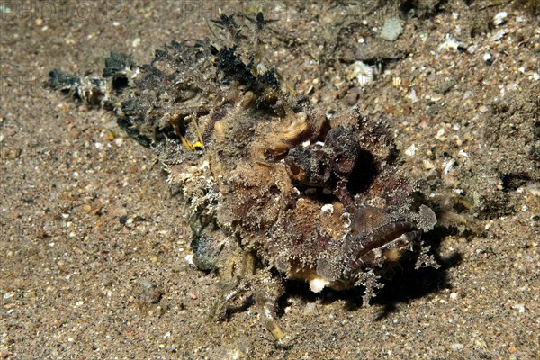 Filament Finned Stinger (Inimicus filamentosus) lurks rusty brown camouflaged in the sand for prey