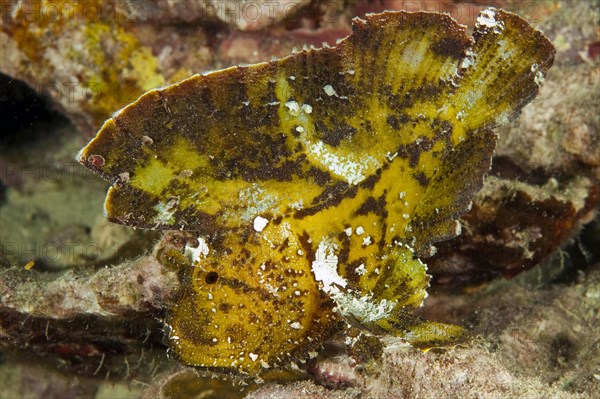 Leaf fish (Taeninotus triacanthus)