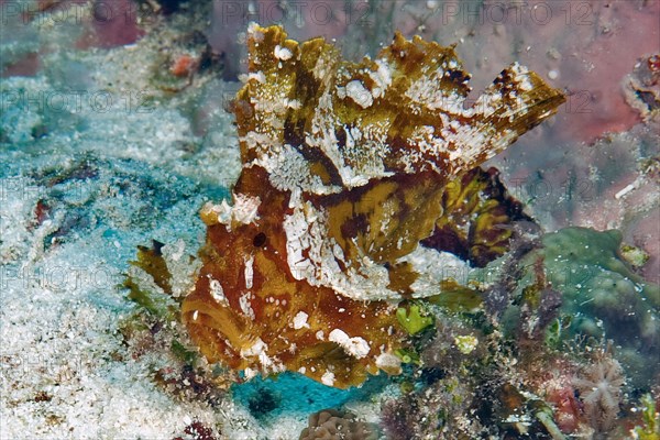 Leaffish (Taeninotus triacanthus)