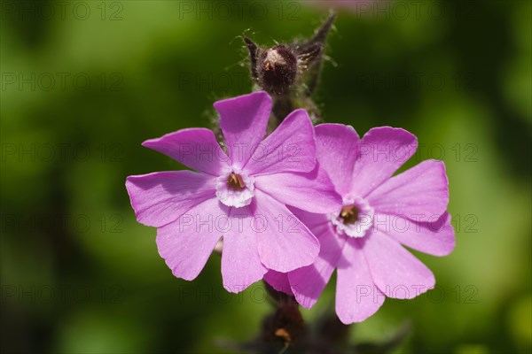 Red campion (Silene dioica)