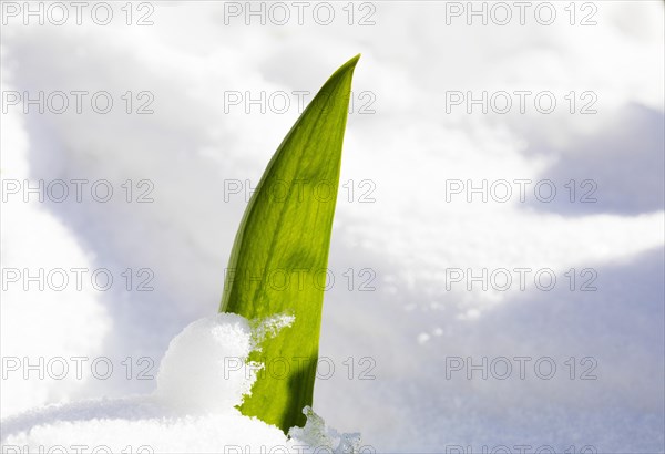 Ramsons (Allium ursinum)