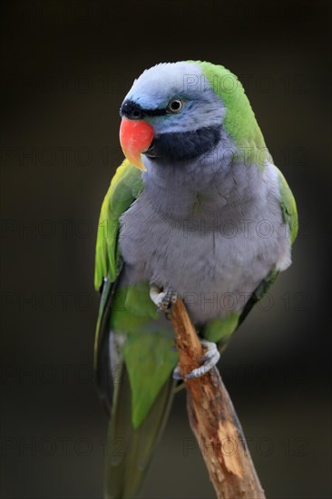 Lord Derby's parakeet (Psittacula derbiana)