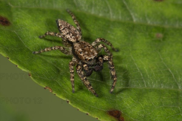 Fencepost jumper (Marpissa muscosa) male on a leaf